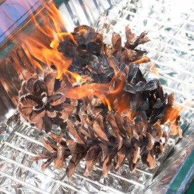 【素材販売】のとのまつぼっくり<20個前後>