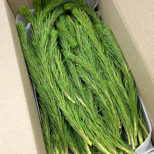 【期間限定】新芽松葉（約400g）（能登産アカマツ）